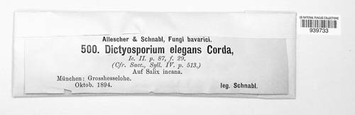 Dictyosporium image